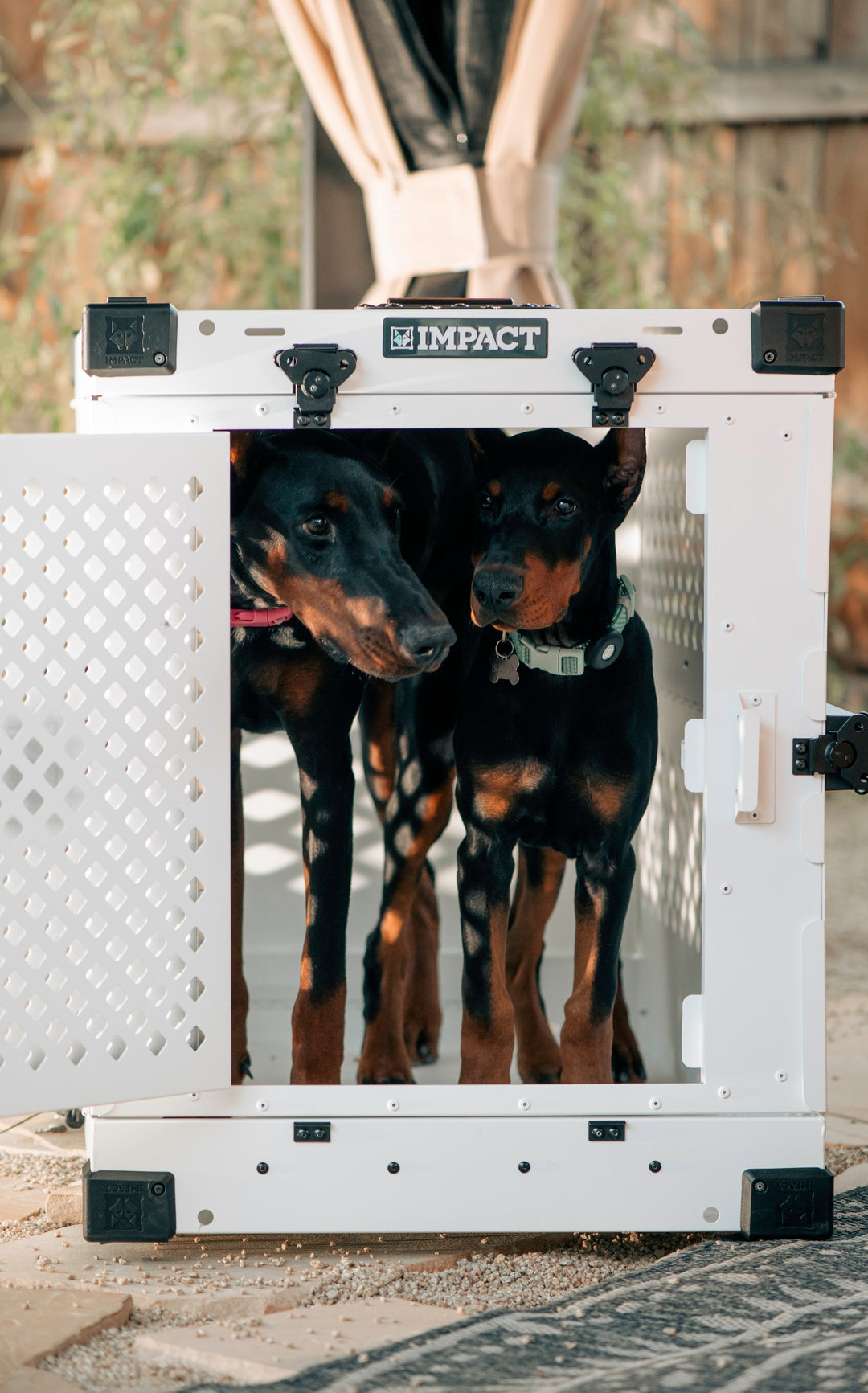 an adult and baby doberman inside of the white collapsible dog crate
