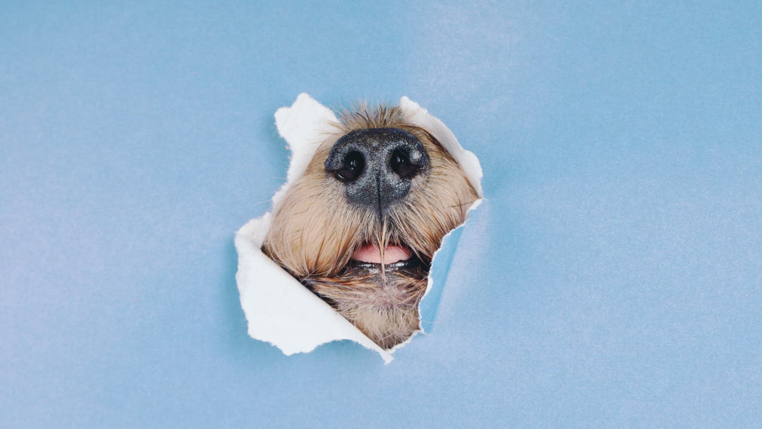 a dogs nose poking through ripped paper