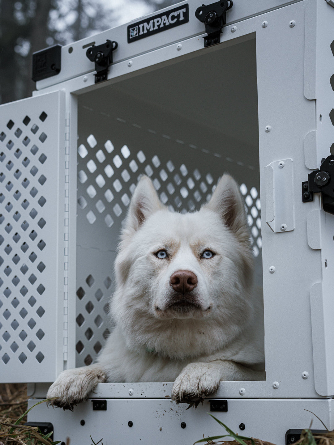 a white husky laying in the white collapsible crate