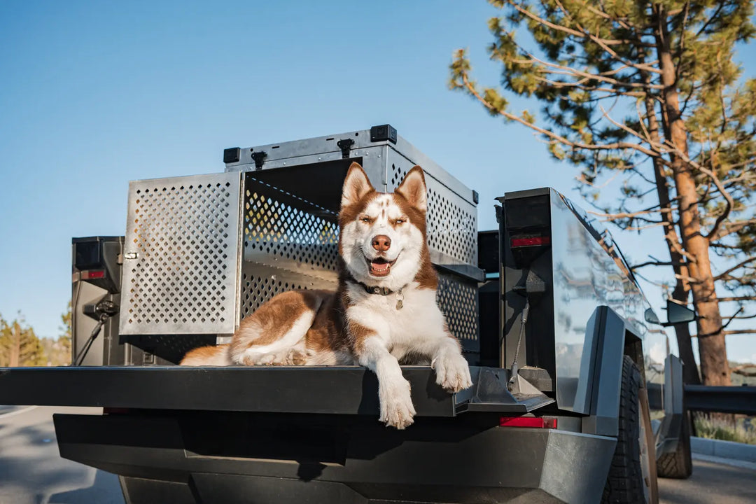 Husky sitting in the back of a cyber truck with the tailgate down, with pine trees in the background