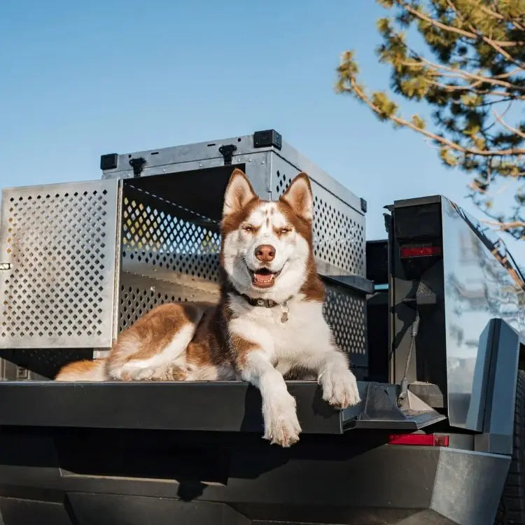 Husky sitting in the back of a cyber truck with the tailgate down, with pine trees in the background
