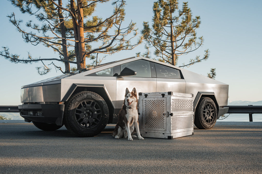 a husky standing next to a silver collapsible dog crate in front of a cyber truck with two trees behind it