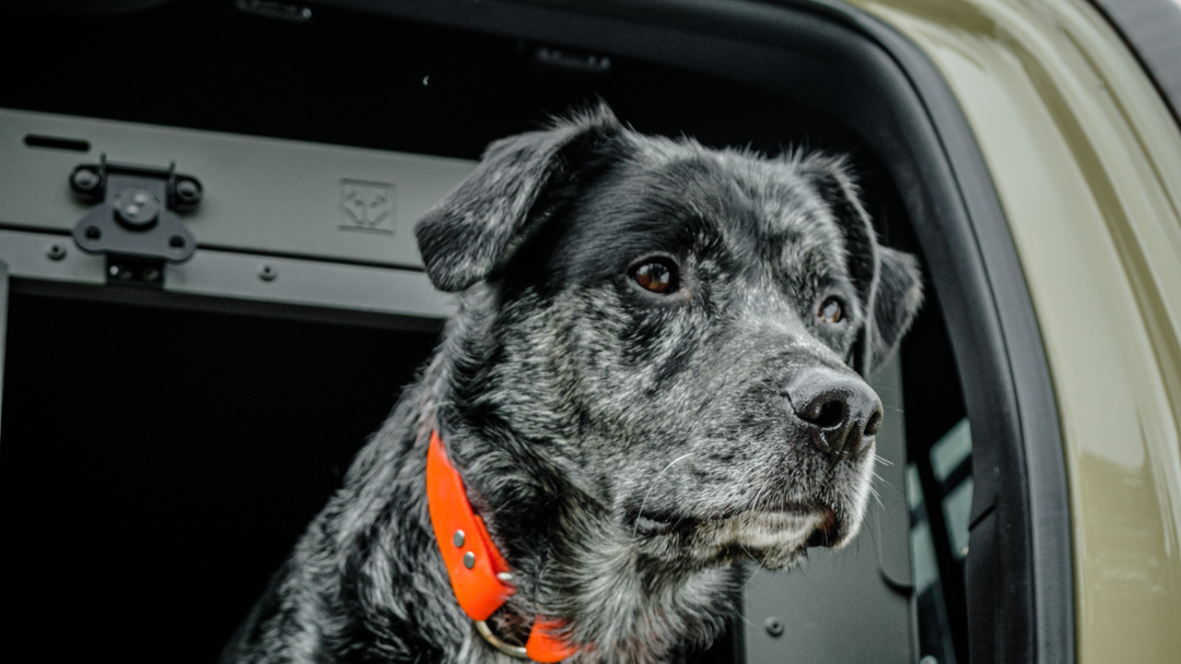 a dog sitting inside of its gray collapsible crate inside of a desert tan toyota tacoma