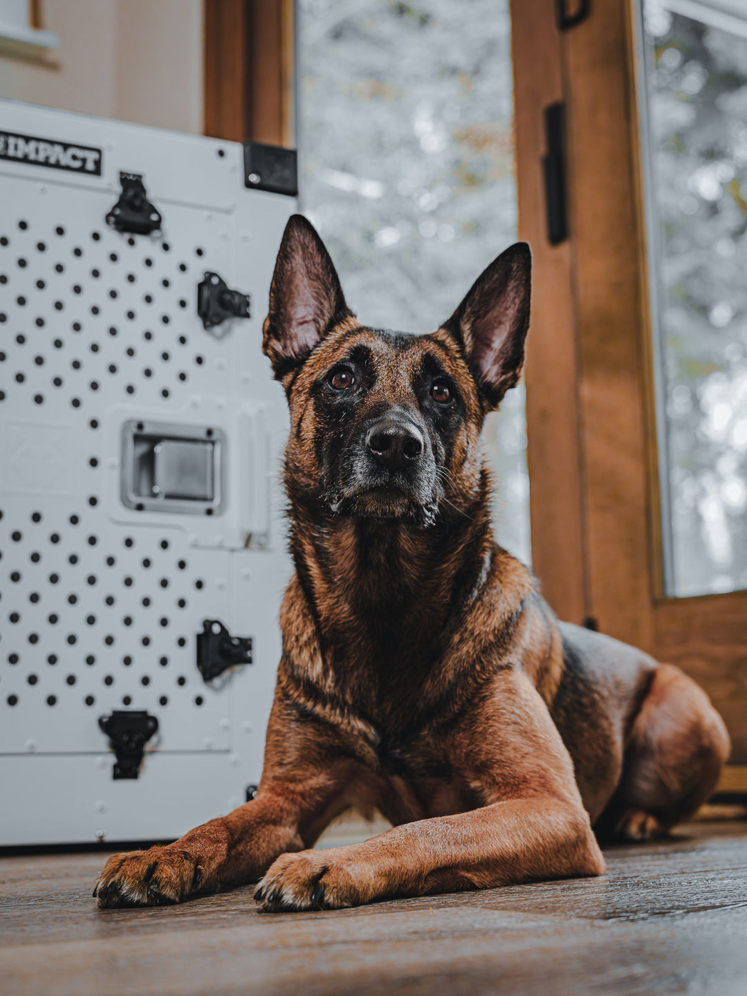 GSD sitting in front of a white high anxiety crate