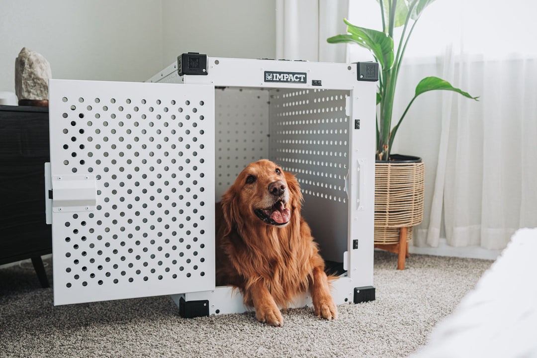golden retriever sitting inside of a white high anxiety dog crate