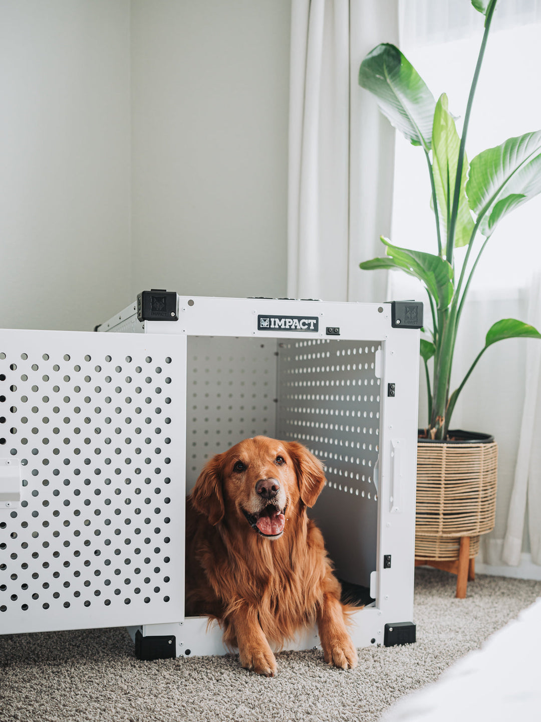 Golden Retriever sitting inside of a white high anxiety dog crate