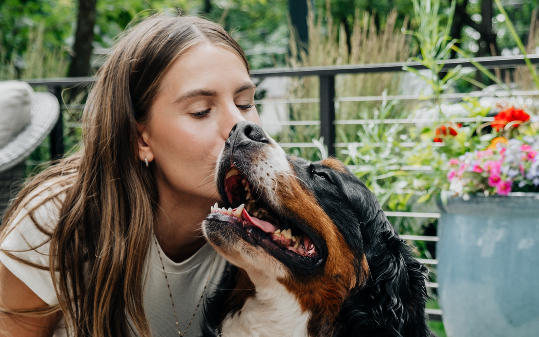 a girl kissing her bernese mountain dog on the nose