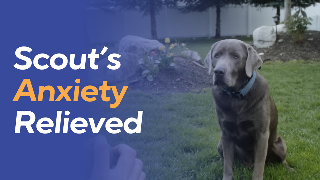 Dog sitting on grass with text 'Scout's Anxiety Relieved' on a blue background