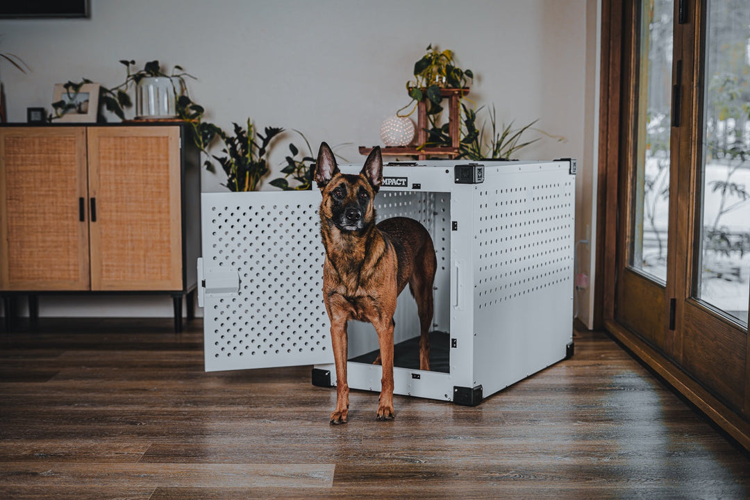 a dog standing inside of a white high anxiety dog crate