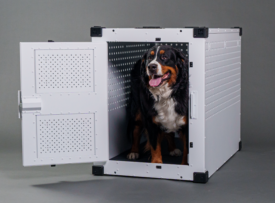 a bernese mountain dog standing inside of the 48" white high anxiety crate