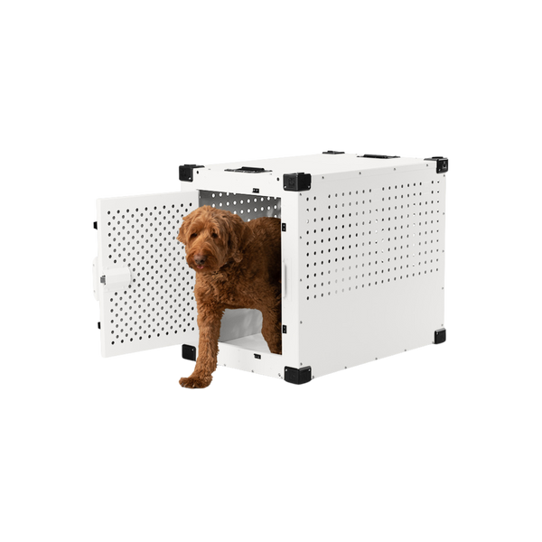 poodle walking out of a white high anxiety impact crate