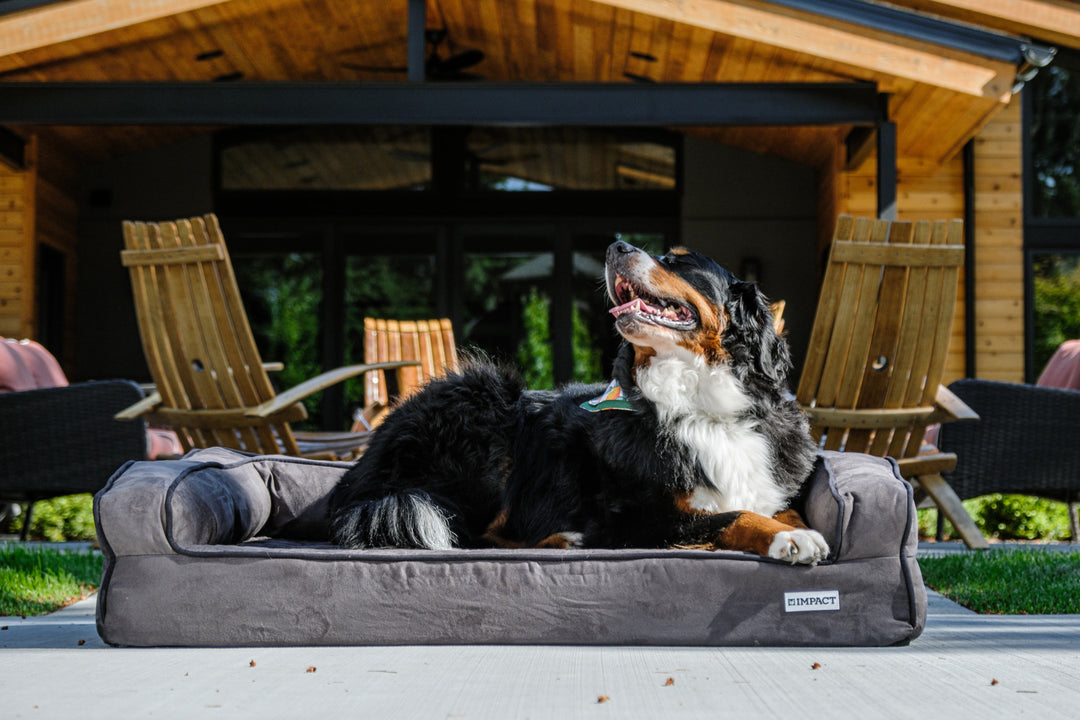 bernese mountain dog sitting on the impact orthopedic dog bed enjoying the sun