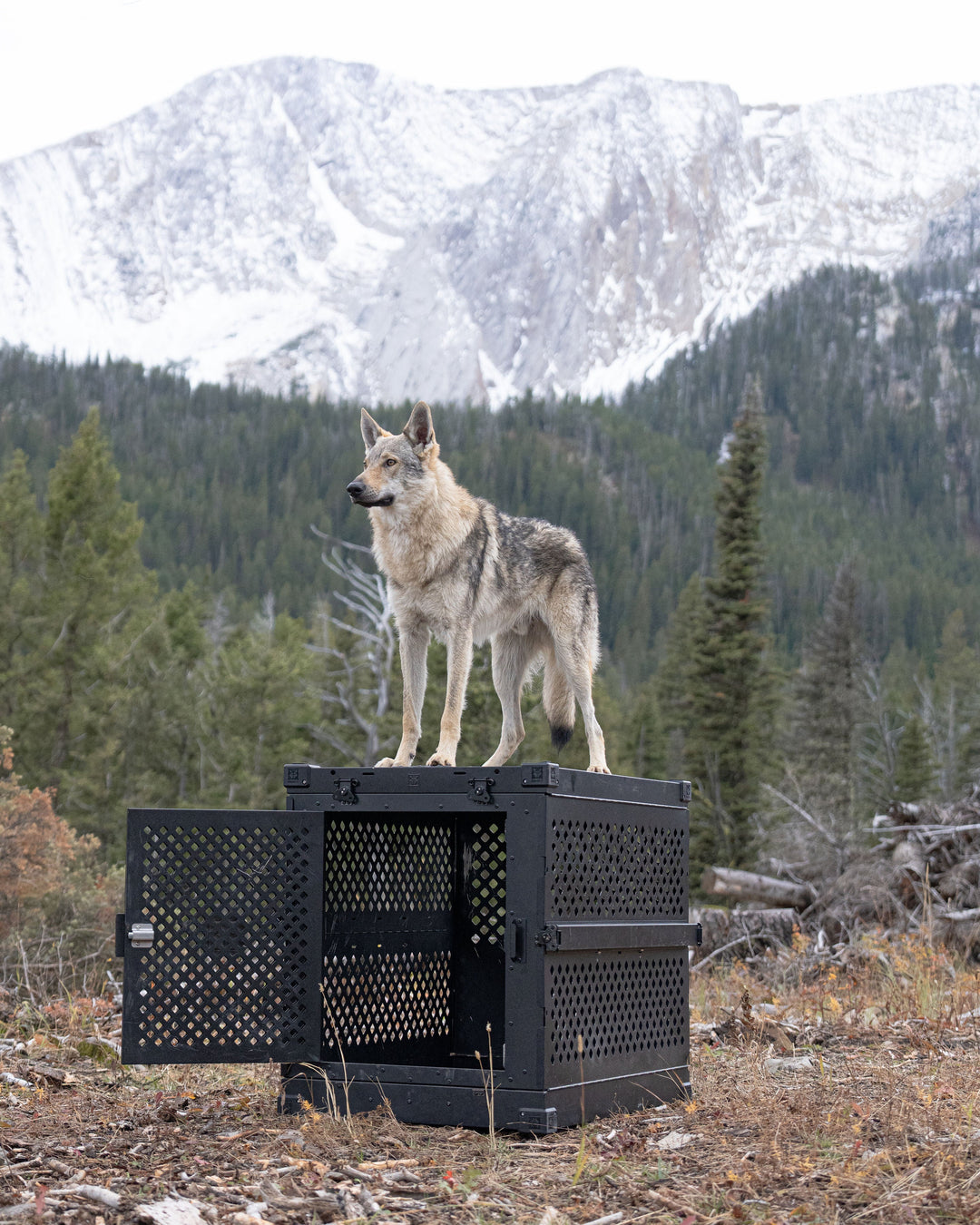 a wolf standing on top of a black collapsible dog crate in the woods with snow covered mountains in the background