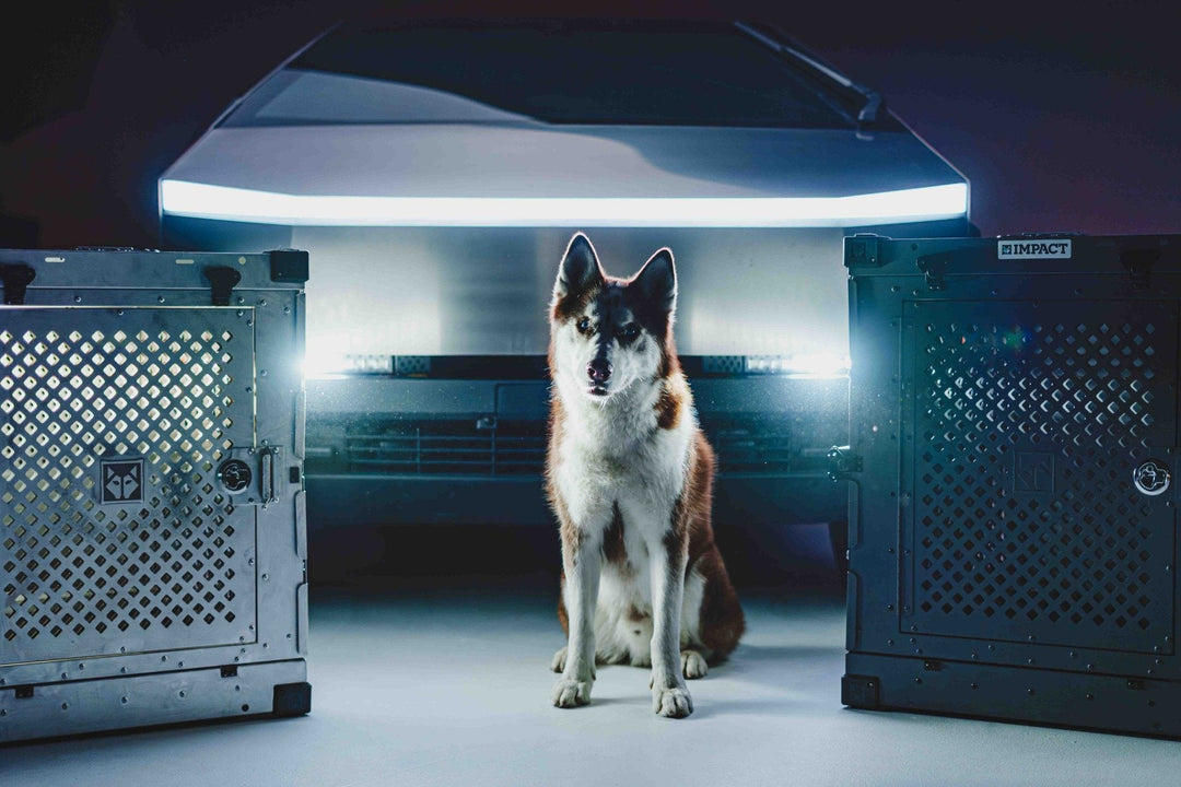 a husky standing next to a two collapsible dog crates and a cyber truck in the background with the lights on