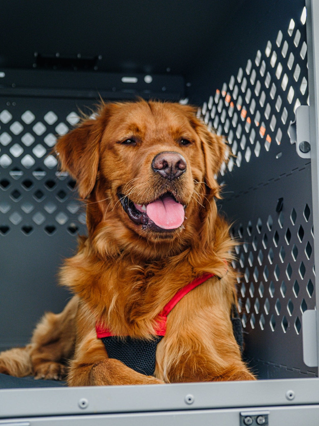 Golden Retriever with its tongue out sitting in a gray collapsible crate