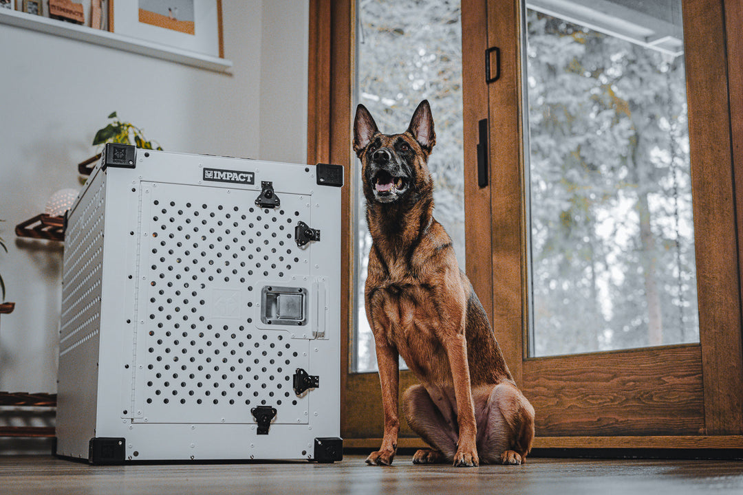 a german shepherd sitting next to a white high anxiety crate in a well lit room inside of a modern house