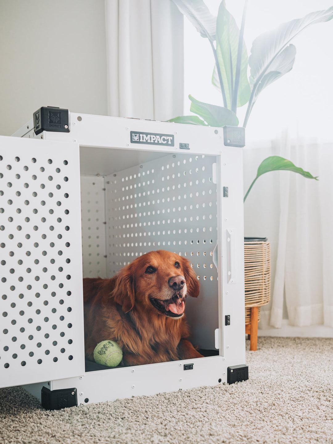 a golden retriever sitting in a high anxiety crate with the door open with a tennis ball