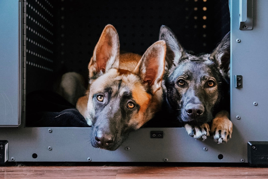 two dogs laying down inside of a gray high anxiety crate