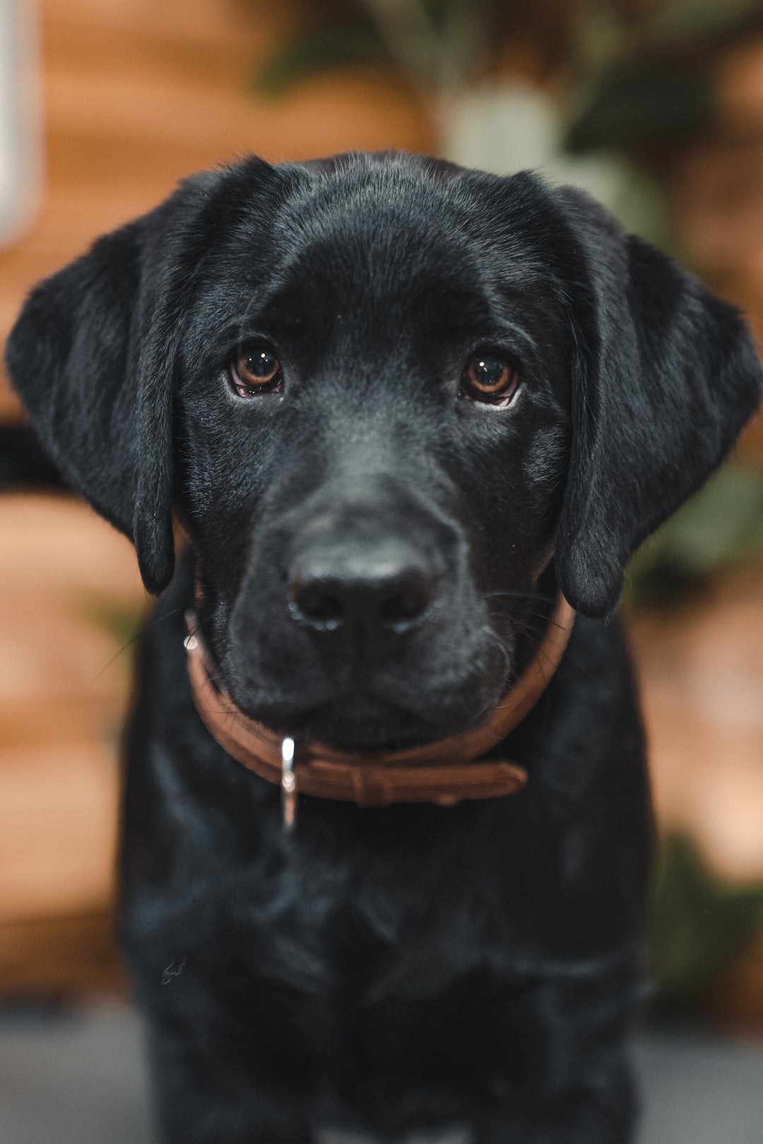 a black lab puppy staring at the camera