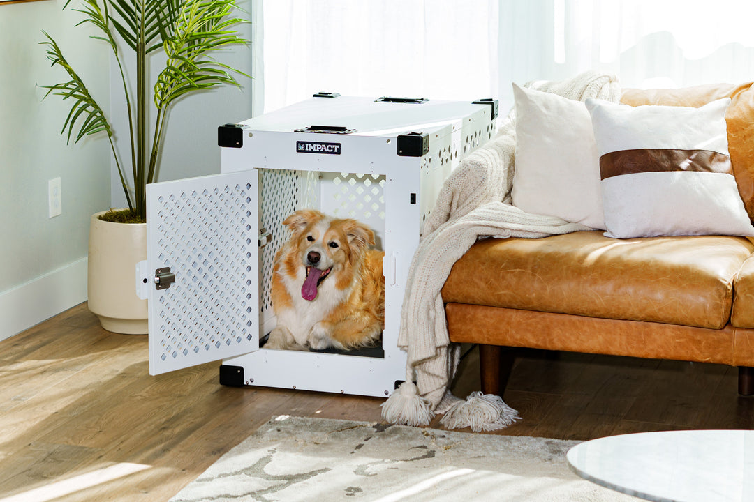 a white and yellow border collie sitting inside of the stationary white crate
