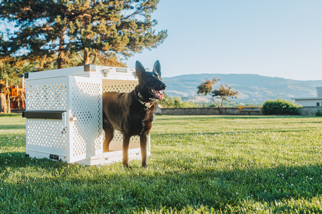 a black german shepherd in a grassy field standing inside of a white collapsible crate