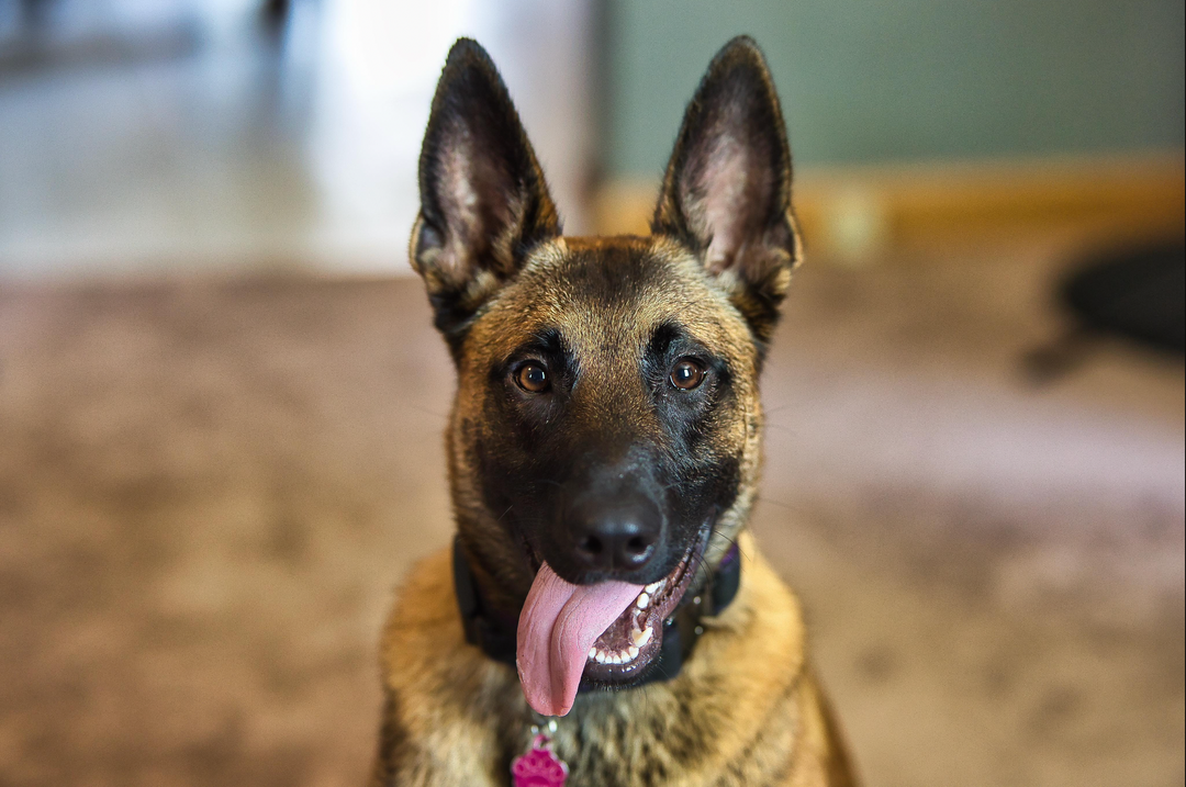 a belgian malinois with their tongue out