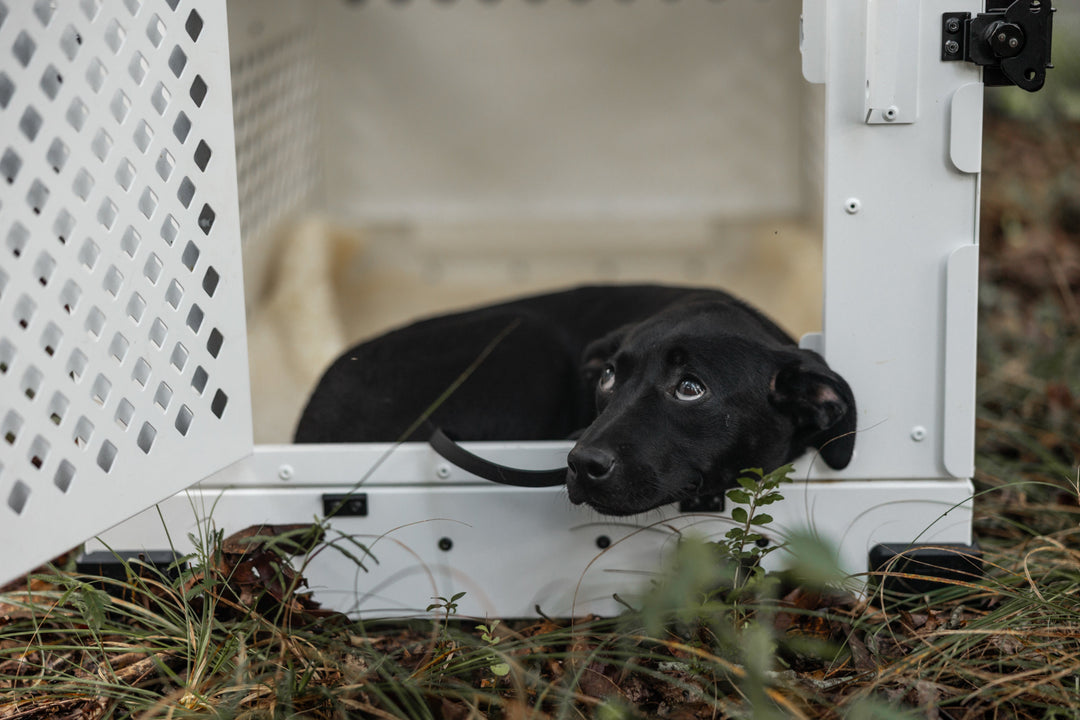 a black lab puppy look up from his collapsible dog crate