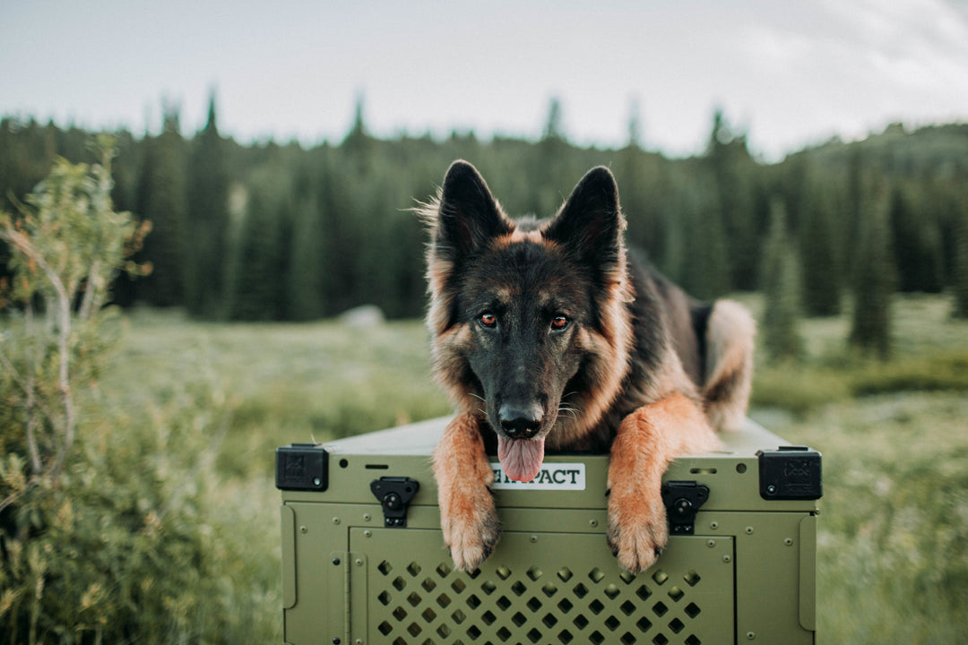 german shepherd sitting on top of the od green collapsible dog crate in the woods