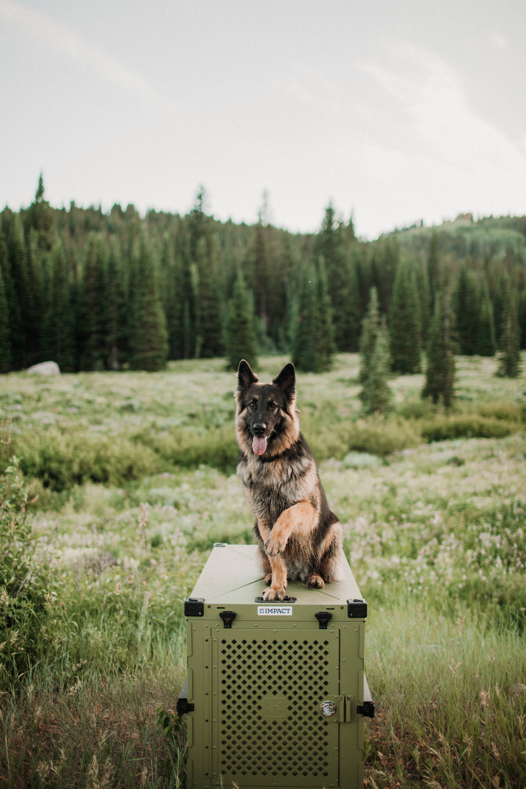 german shepherd sitting on top of the od green collapsible dog crate in the woods