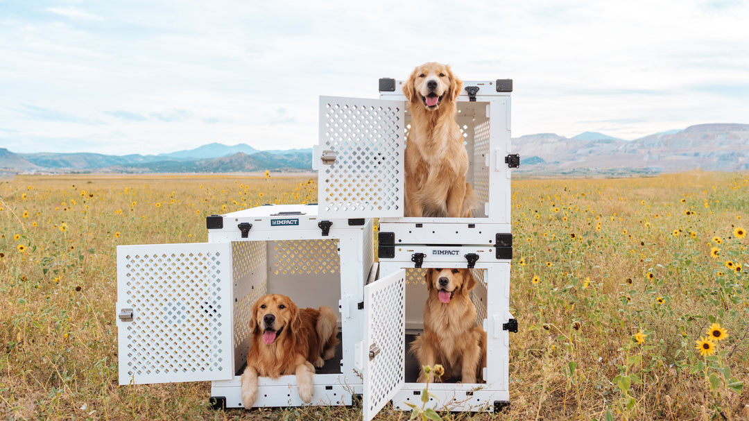 three golden retrievers sitting in white collapsible dog crates in a field of sunflowers
