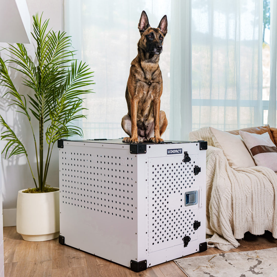 Belgian Malinois stand on top of a white high anxiety crate