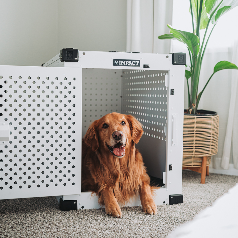 golden retriever sitting inside of a white high anxiety crate inside of a well lit living room with a green plant behind the crate