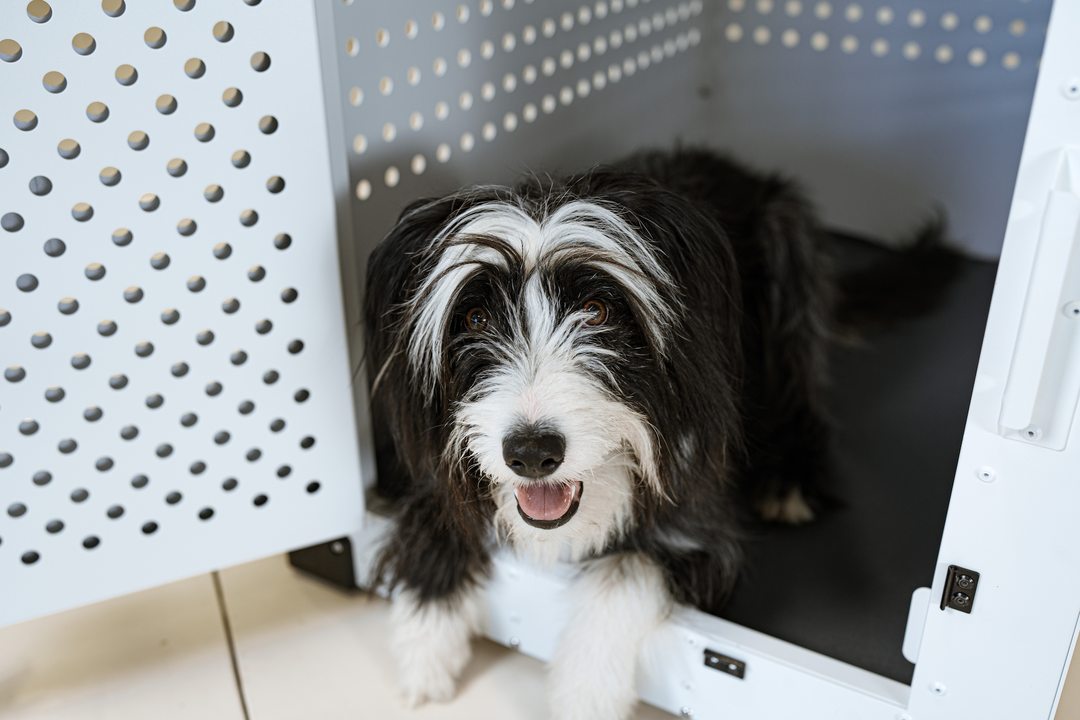 a black and white shaggy dog laying in the white high anxiety crate