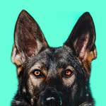 Jade the Sable GSD