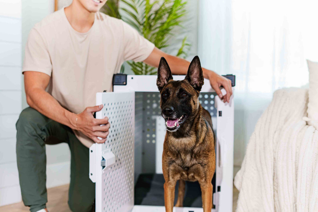 a man holding the high anxiety door open for a belgian malinois that is walking outside of the crate
